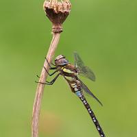 Migrant Hawker 2 